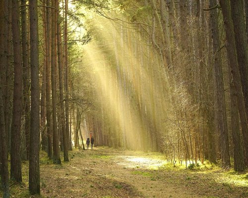 Person taking a walk in a green park in Lithuania